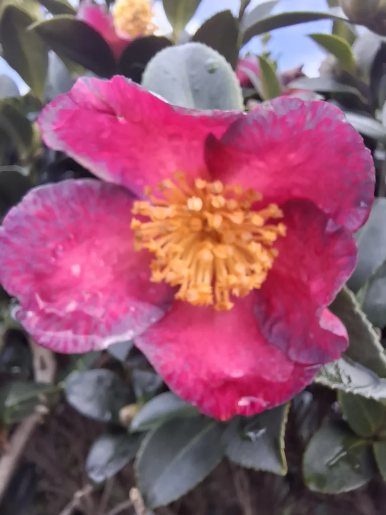 Cambo-les-Bains Alej Edmonda Rostanda kamélie