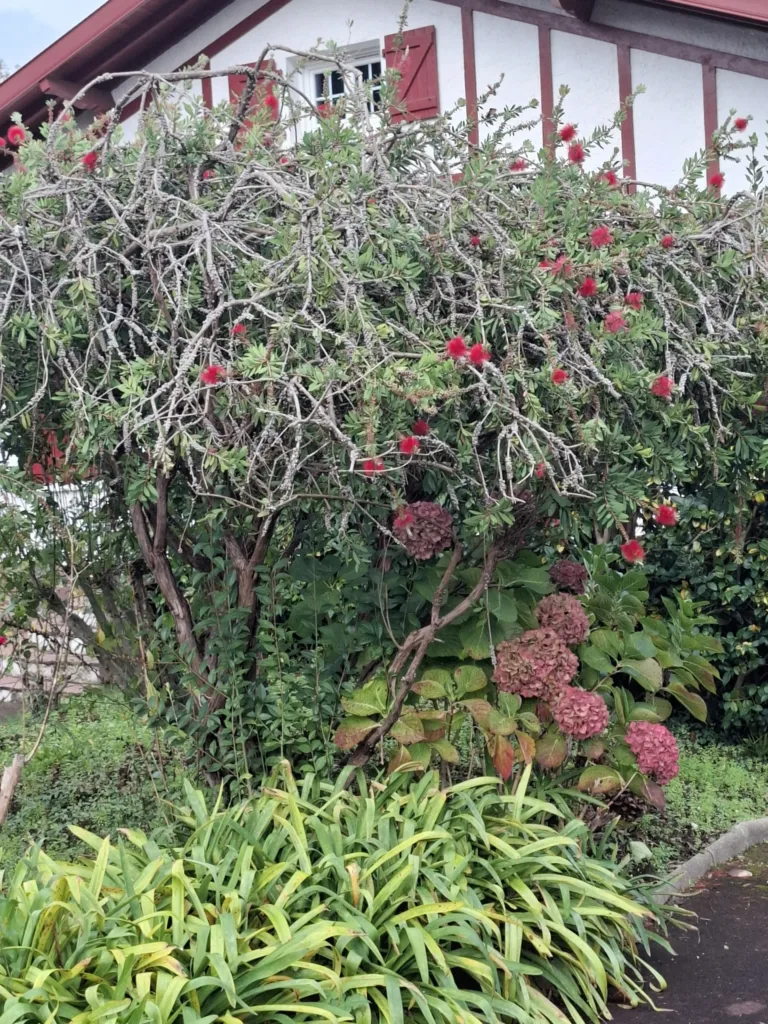 Cambo-les-Bains Alej Edmonda Rostanda