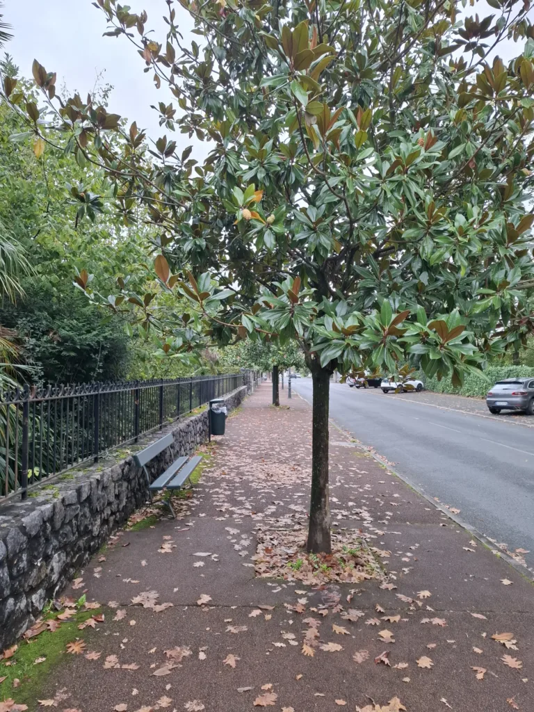 Cambo-les-Bains Alej Edmonda Rostanda magnólie
