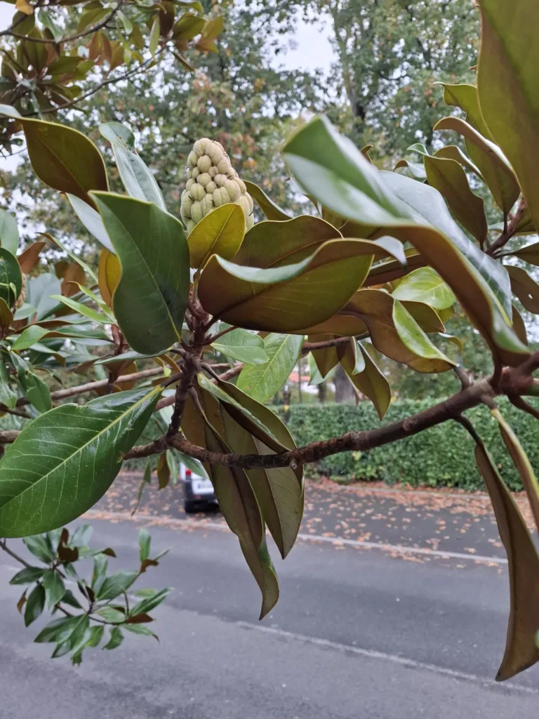 Cambo-les-Bains Alej Edmonda Rostanda magnólie květ