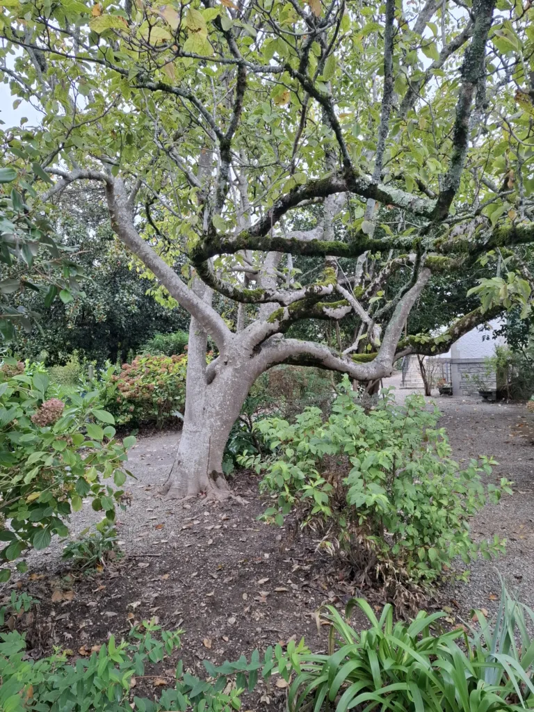 Cambo-les-Bains Alej Edmonda Rostanda magnólie