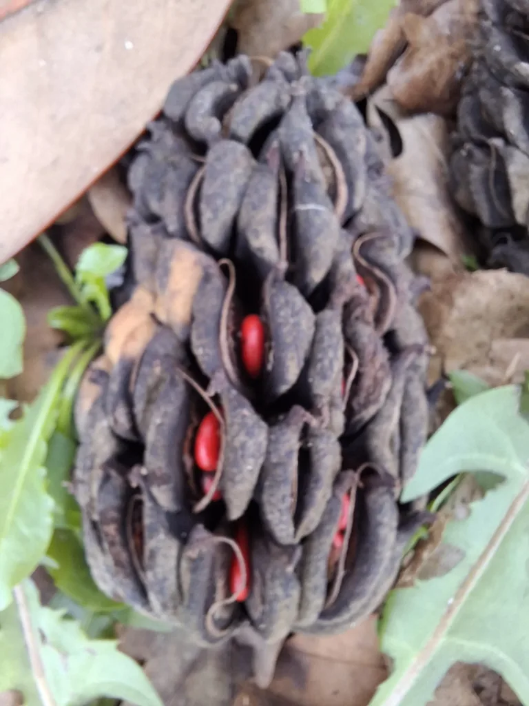 Cambo-les-Bains Alej Edmonda Rostanda magnólie plody