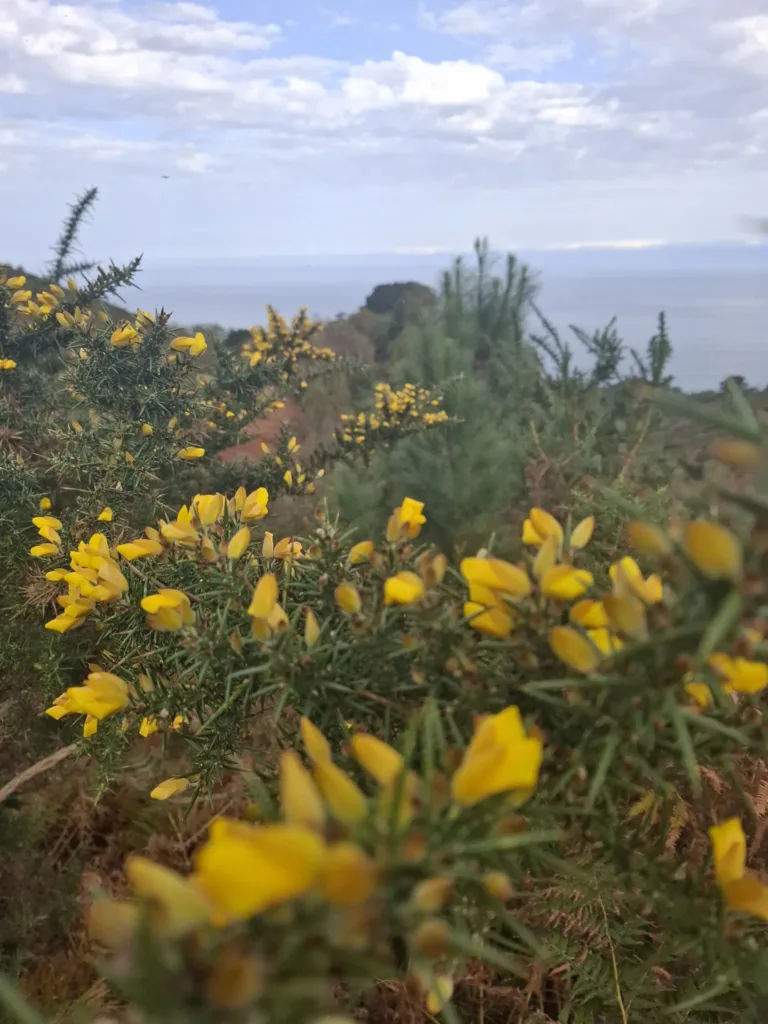 Hlodaš květ hřeben nad Orio