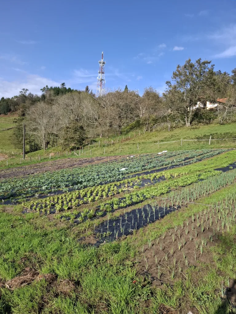 zelináři konec října nad orio