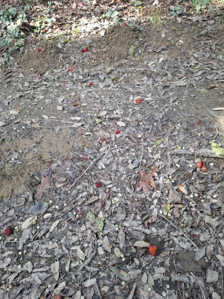 Planika obecná plody