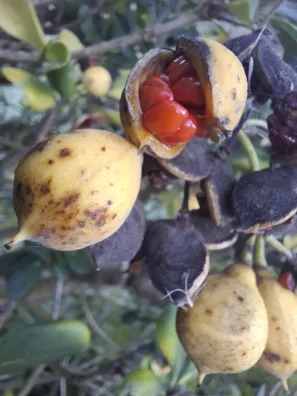 Japonský sýrovník Japanese pittosporum