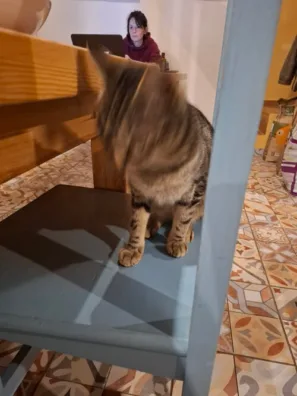 Albergue de peregrinos Izarra dvě kočky 