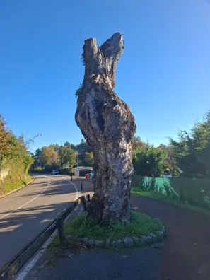 Cobreces dub v&nbsp;zatáčce 