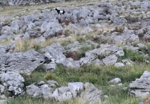 Kozí stezky nad Laredem