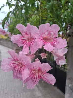 Květy ulice Asturie Buelna