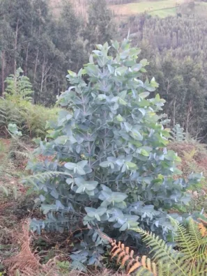 Mladý eukalypt Pozueta