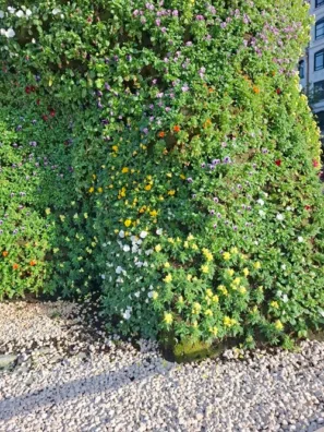 Museo Guggenheim Bilbao květinový pes detail