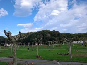 Ořezané platany camp Las Arenillas 