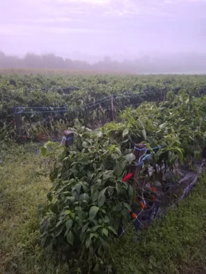 Papriková pole Espelette