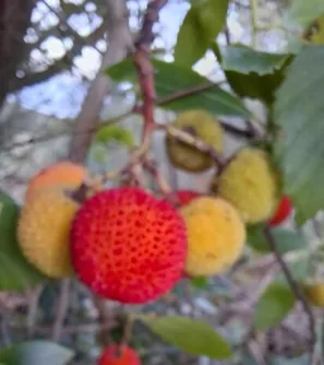 Planika obecná Madroño