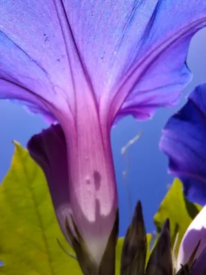 Povíjnice nachová detail květu Bilbao