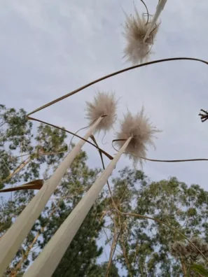 Pozueta španělská tráva v lese