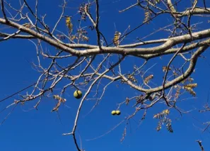 Záhadné ořechy Pesues