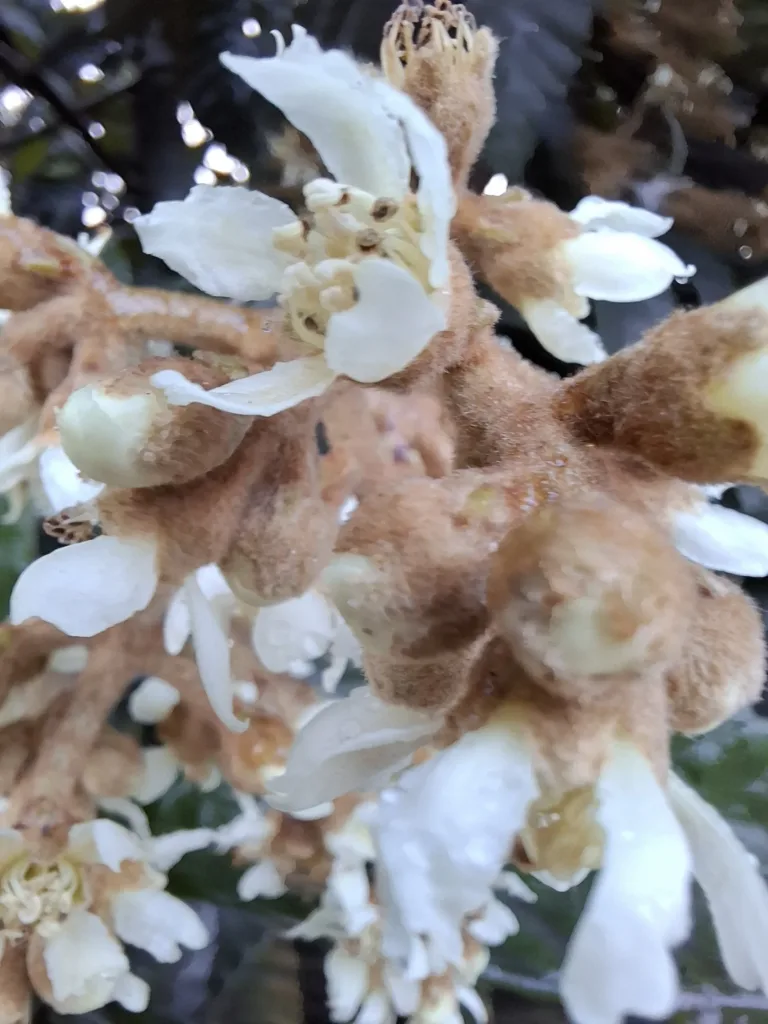 Gijon Arcelor dělnická čtvrť Lokvát japonský detail květ