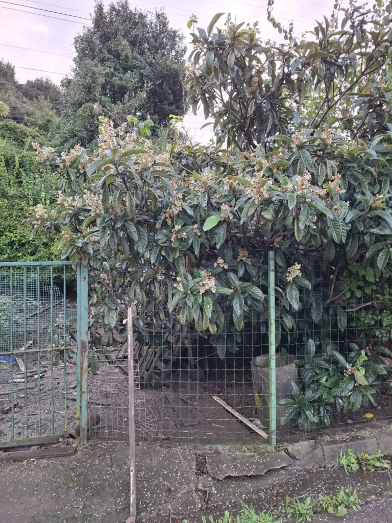 Gijon Arcelor dělnická čtvrť Lokvát japonský