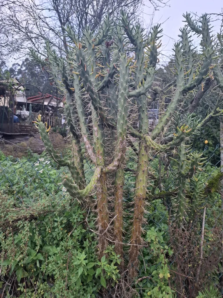 Gijon Arcelor dělnická čtvrť kaktus