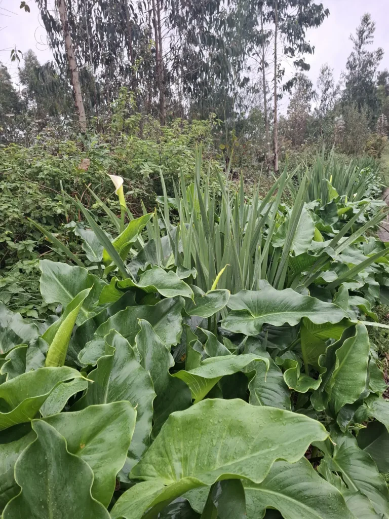 Gijon Arcelor dělnická čtvrť kaly