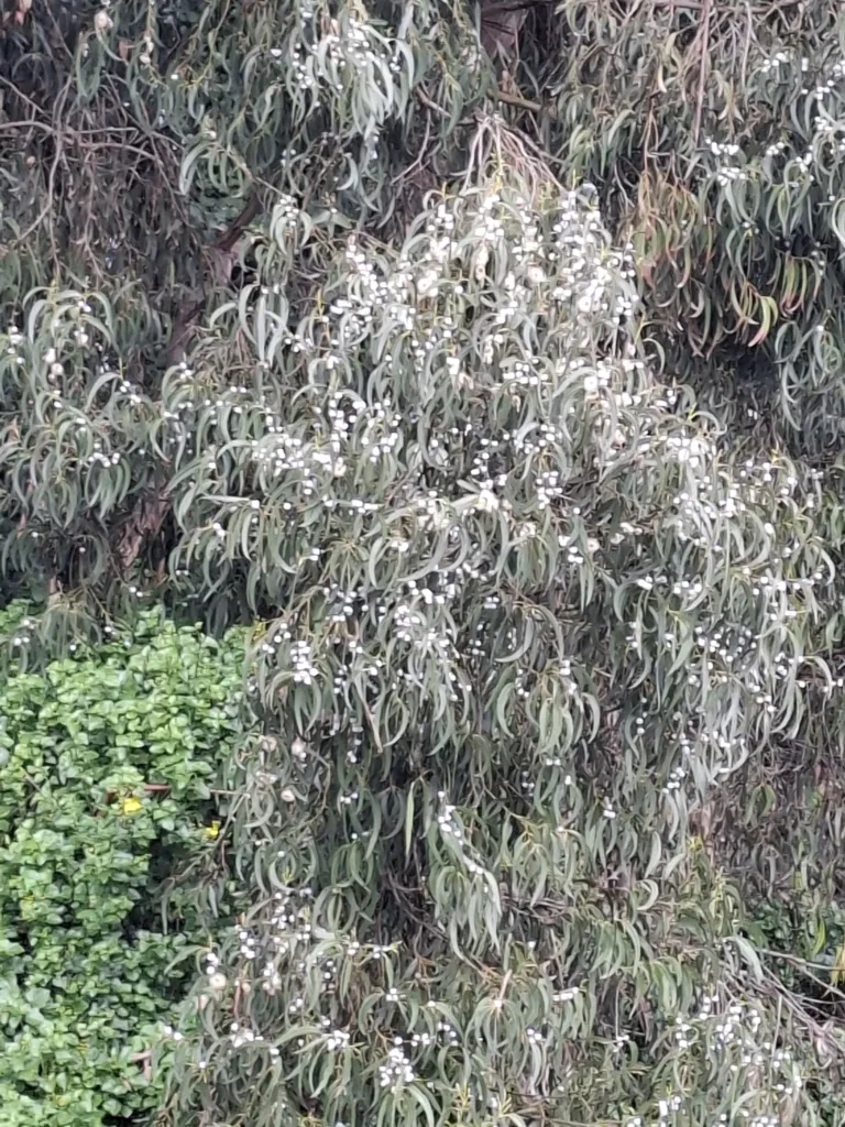 Eucalyptus viminalis blahovičník kulatoplodý