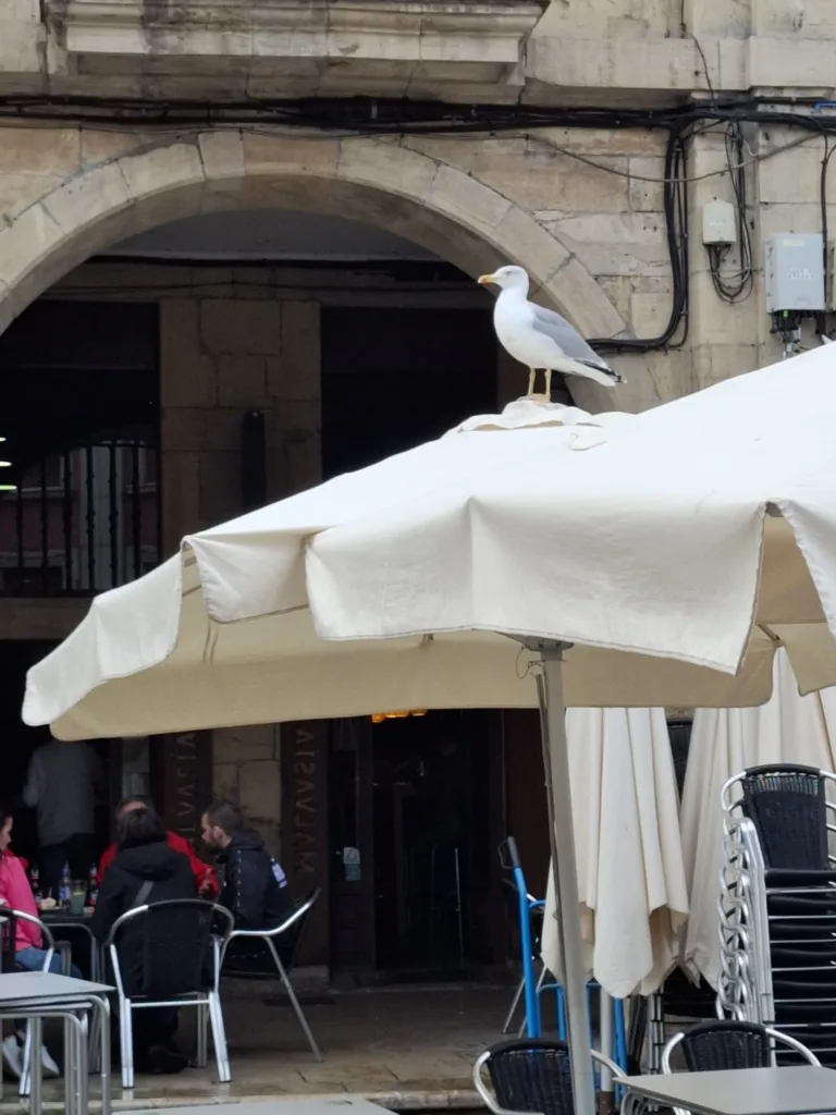 Aviles náměstí racek na slunečníku