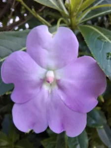 netýkavka Hawkerova květ