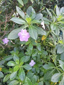 Netýkavka Hawkerova je všude potvora