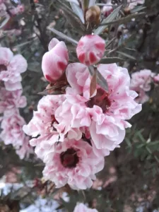 Balmín metlatý květ leptospermum scoparium