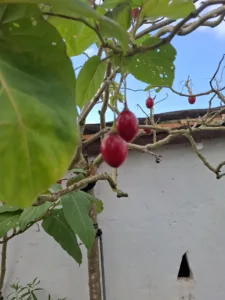Tamarillo plody rajčatový strom