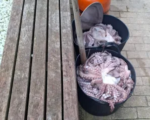 Čerstvé chobotničky Abadín