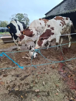 Čerstvé tele Fielato Alto da Pena