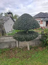 Cesmína v&nbsp;Ponteroxal