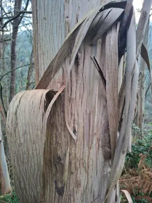 Eukalyptové lesy detail loupající se borky