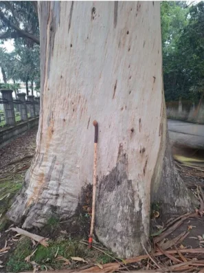 Obří eukalypty v&nbsp;El Pito 