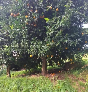 POmerančová alej před Mondoñedo