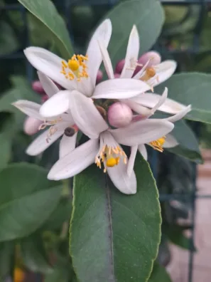 Ponte Maceira pomerančové květy