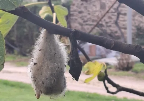 Poslední zkouška plesnivý fík (1)