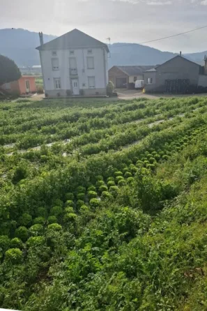 Saláty před Mondoñedo