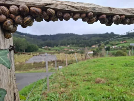 Ze Sebrayu do Gijónu prší šneci