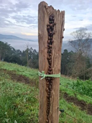 iberka stepní Iberus alonensis